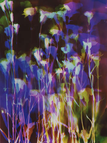 Carnations 7