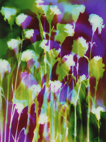 Carnations 6