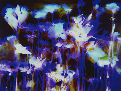 Garden at night