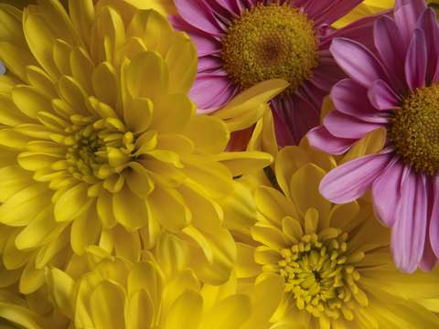 Spring daisies