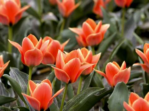 Spring tulips in boston
