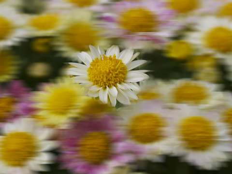 Growing daisies