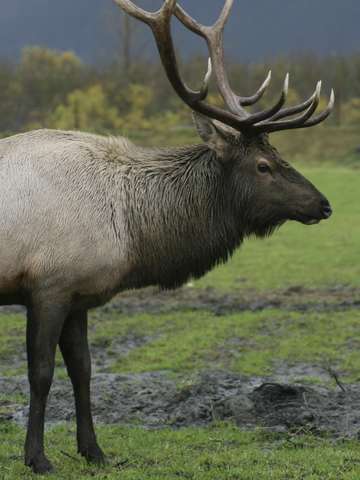 Alaska elk