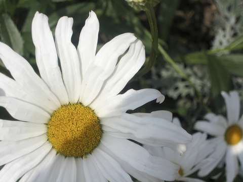 Big Daisy