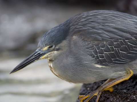 Galapagos lava heron