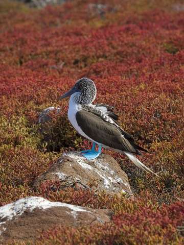 Galapagos blue footed booby