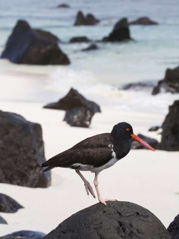 Galapagos oyster catcher
