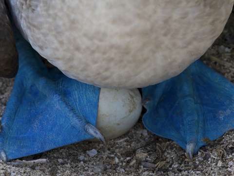 Galapagos blue footed booby egg