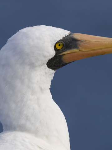 Galapagos masked booby
