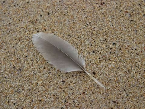 Beach feather