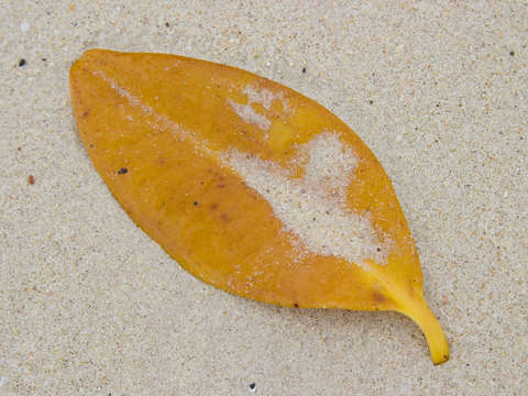Galapagos beach leaf