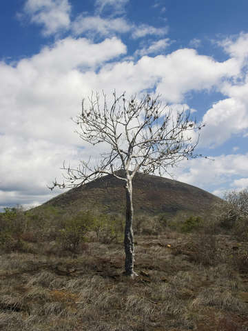 Galapagos tree