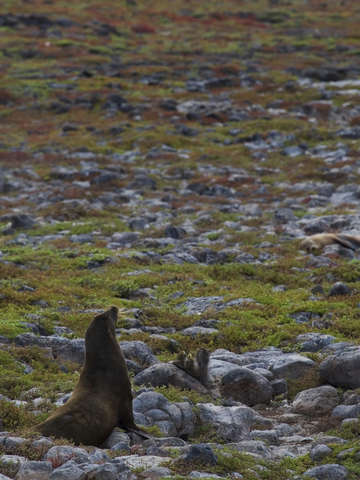 Galapagos sea lion
