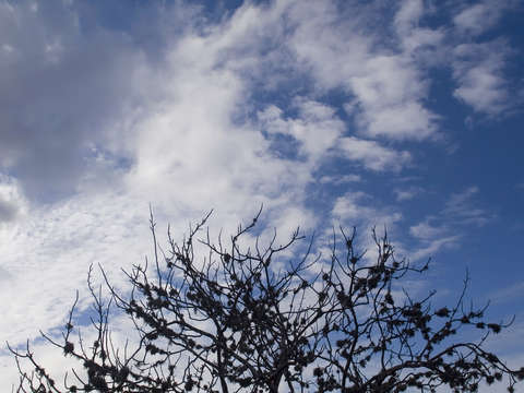Galapagos branches