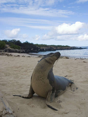 Galapagos beach sea lion