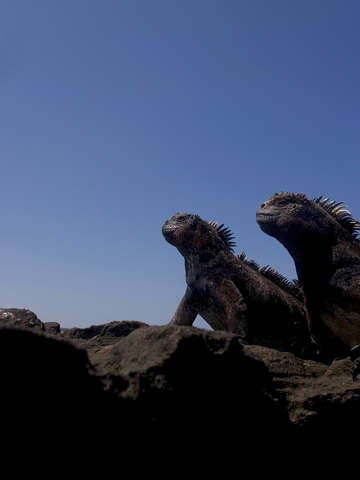 Marine iguanas on the lookout