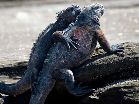 Iguanas best friends