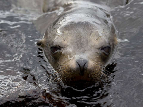 Swimming sea lion