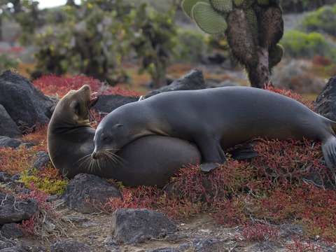 Fighting sea lions