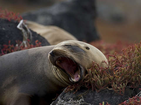 Angry sea lion