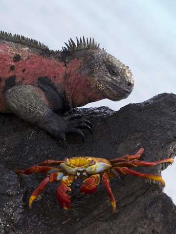Marine iguana red crab