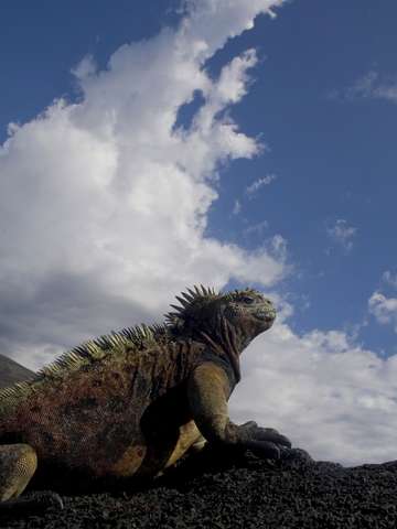Galapagos marine iguana