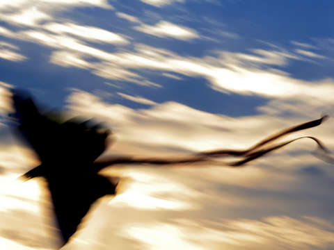 Cape code kite