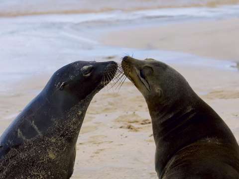 Kissing sea lions in the galapagos