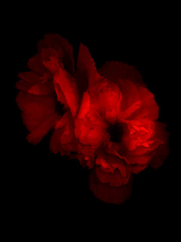 Peonies 4