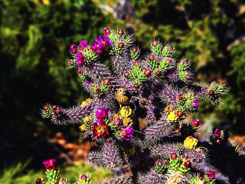 The wren in the cactus flowers