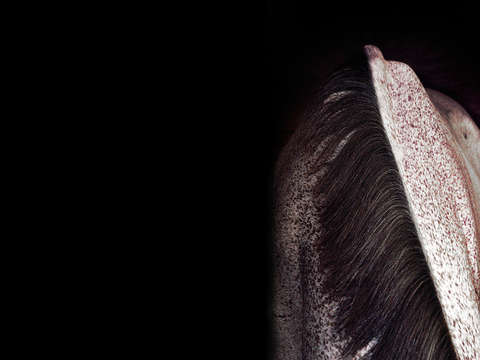 Horse at rest