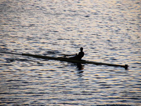 Oarsman