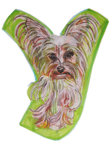 Y is for Yorkshire Terrier