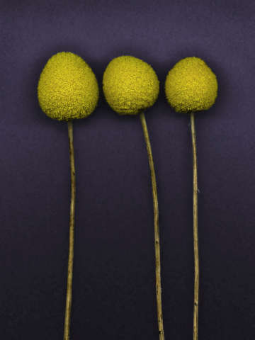 Billy balls purple