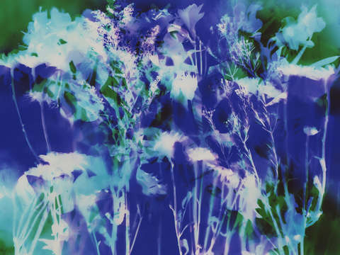 Ice bloom