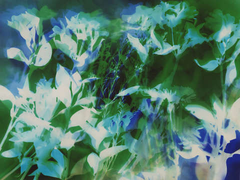Peaceful garden