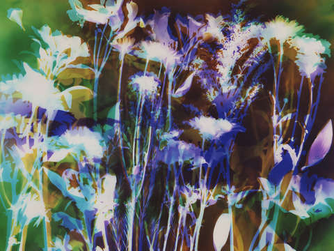 Garden delight ii