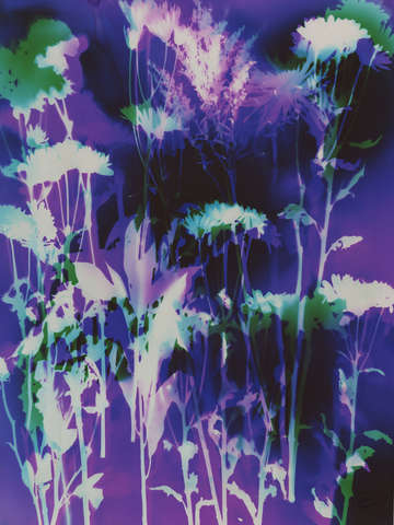 Winter flowers