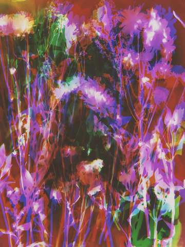 Garden dance