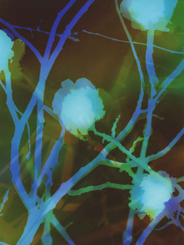 Carnation branches