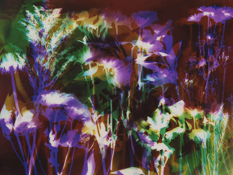 Garden delight