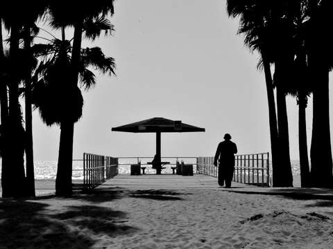 Between the palms