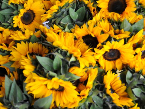 Sunflowers 5