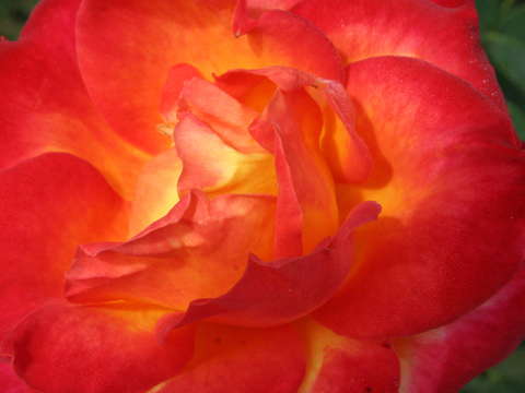 Rose 2