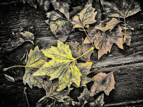 Fallen leaves