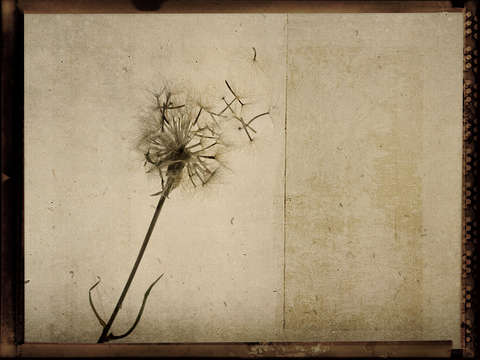 Transient 2