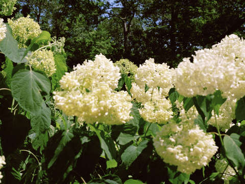 Flowers sandwich ma