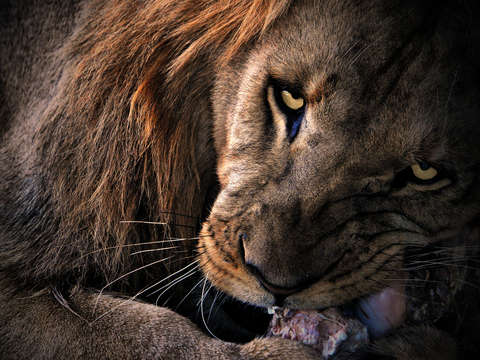Lion munch