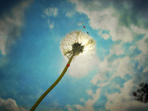 The flit they float they fly