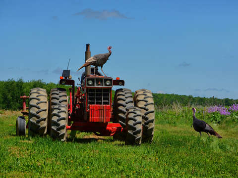 International turkeys